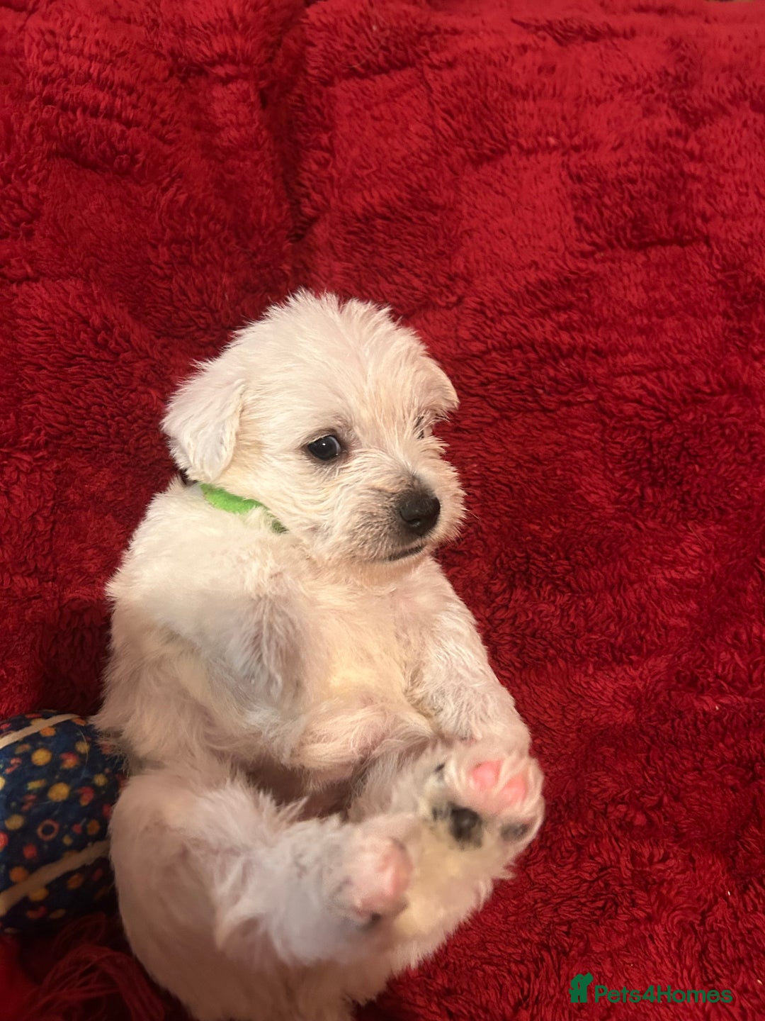 West Highland Terrier dogs for sale: West highland puppies - Advert 30