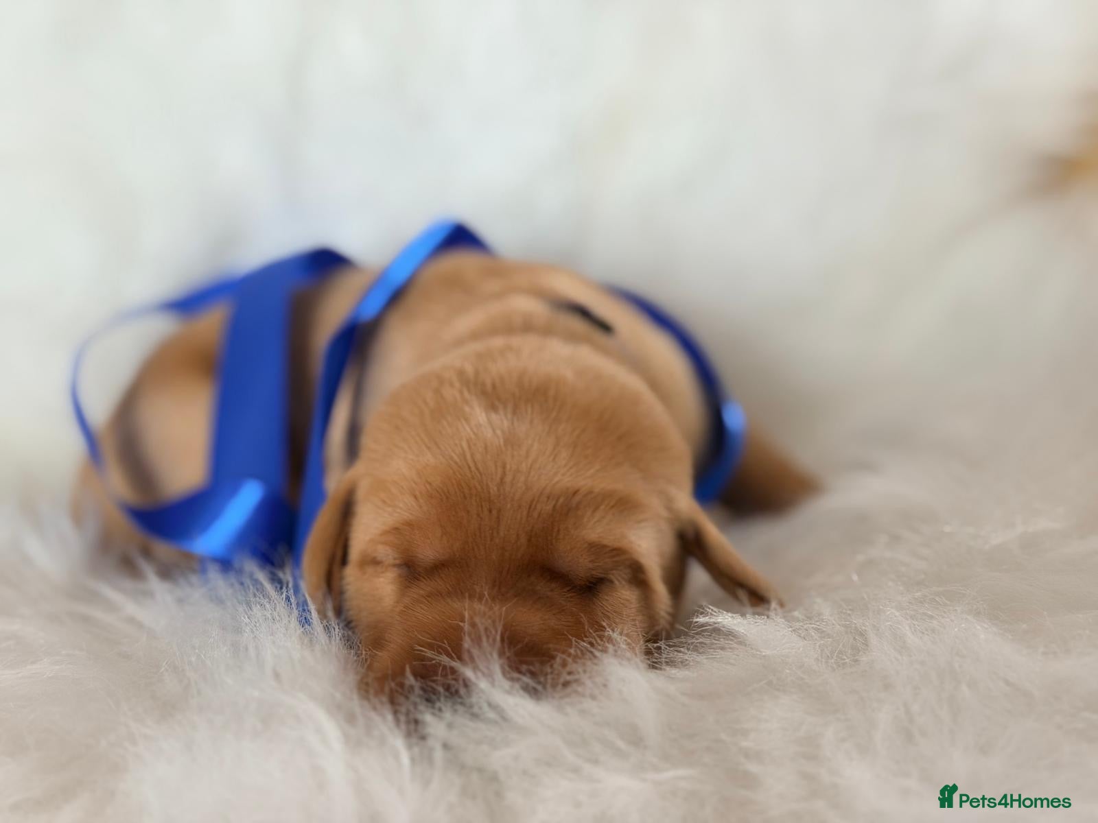 Labrador Retriever dogs Exceptional Health-Tested Purebred Labrador Puppys - Advert 2