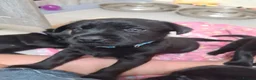 Labrador Retriever dogs for sale: Ready to leave! black KC Labrador Puppies - Advert 17