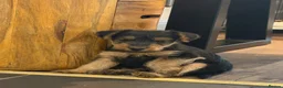 Welsh Terrier dogs for sale: Beautiful KC Registered Welsh Terrier Puppies  - Advert 18