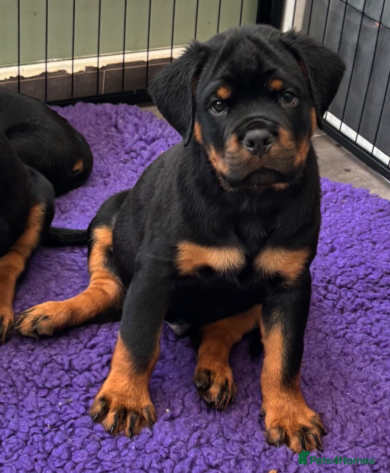 Rottweiler dogs ⭐️ Outstanding Rottweiler Puppies ⭐️ - Advert 11
