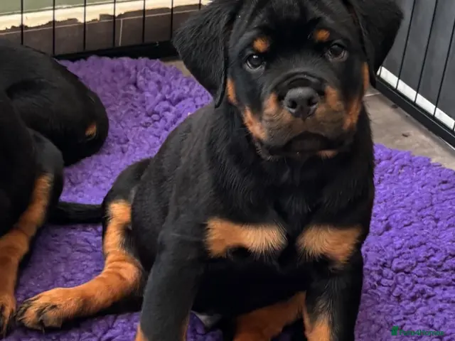 Rottweiler dogs ⭐️ Outstanding Rottweiler Puppies ⭐️ - Advert 10