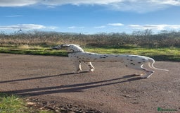 Dalmatian dogs for sale: Potential rehome - male LUA Dalmatian  - Advert 12