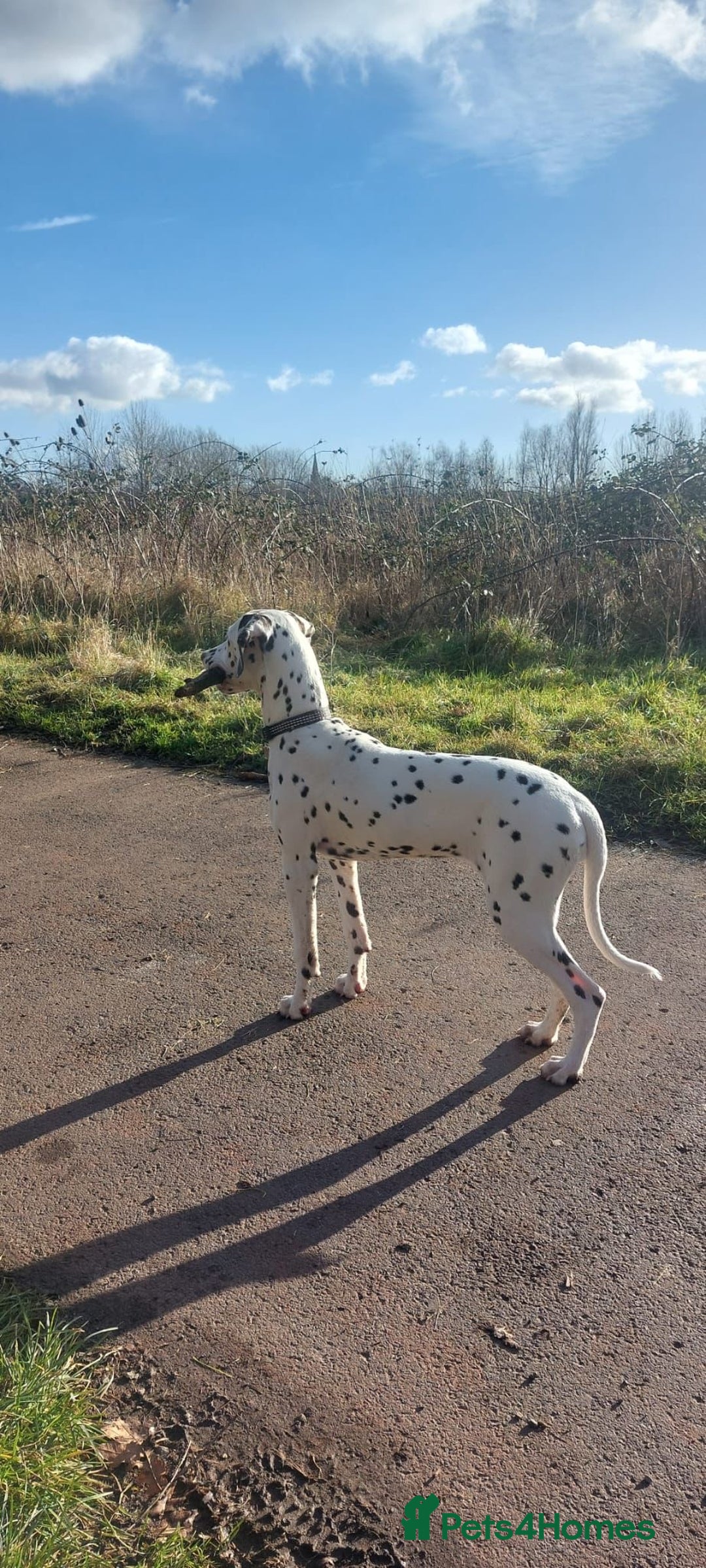 Dalmatian dogs for sale: Potential rehome - male LUA Dalmatian  - Advert 12