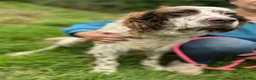 English Setter dogs for adoption: Kemon in Alfreton - Advert 5