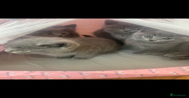 British Shorthair cats - Advert 3