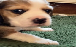 Beagle dogs for sale: Beautiful tri colour beagle puppies  - Image 5