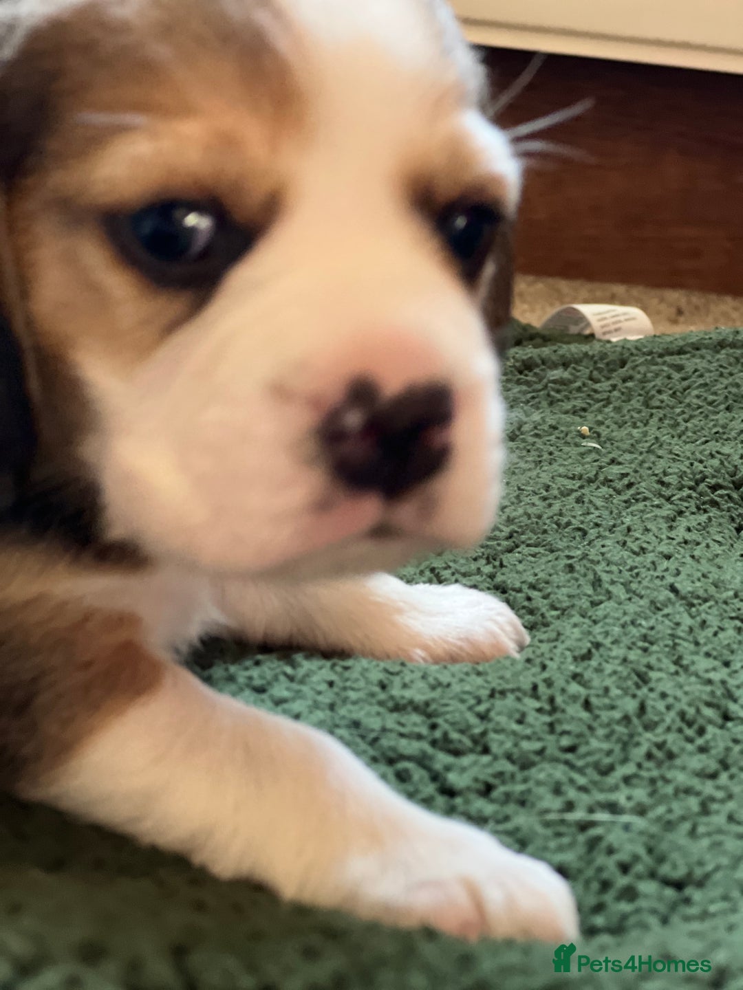 Beagle dogs for sale: Beautiful tri colour beagle puppies  - Image 5