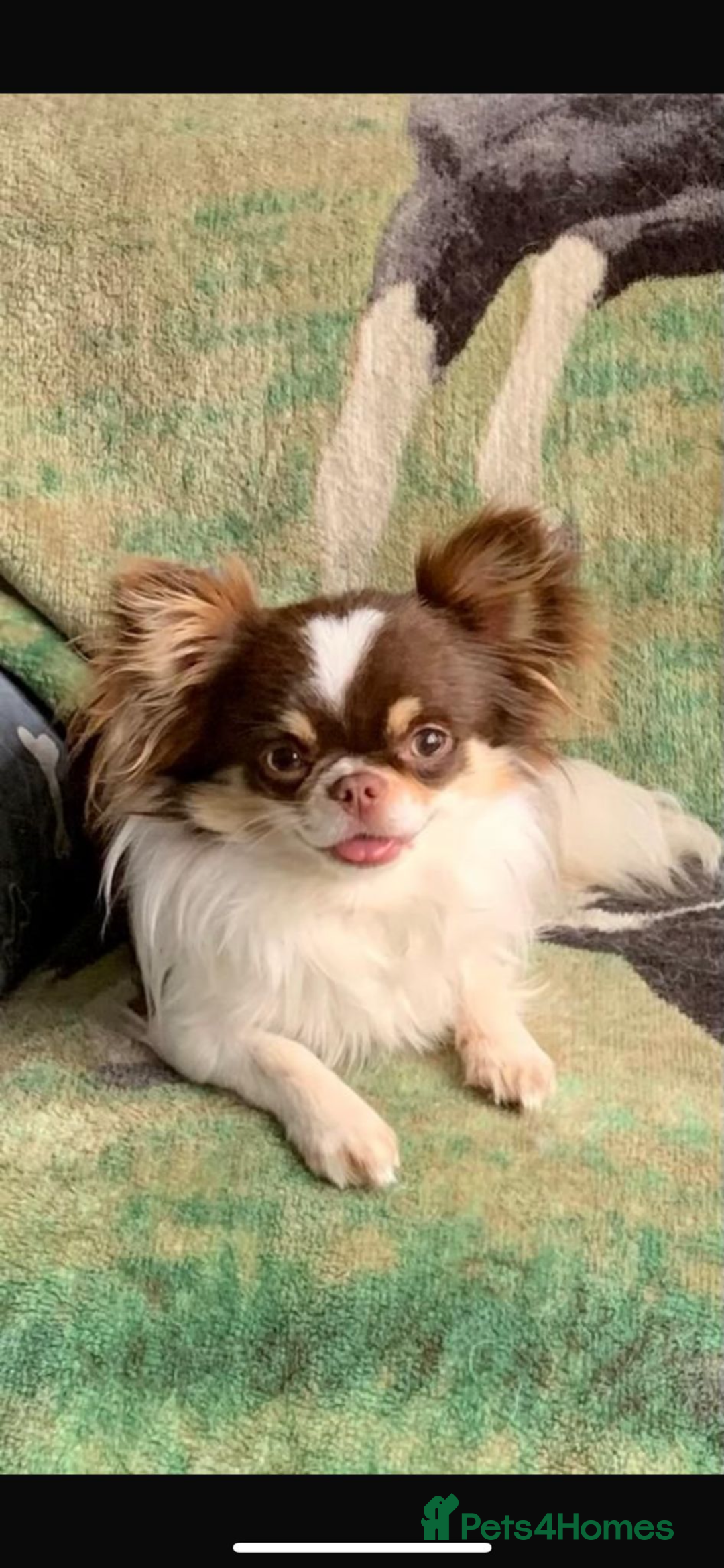 Chihuahua dogs for sale: BEAUTIFUL LONG COAT BOYS  - Advert 10