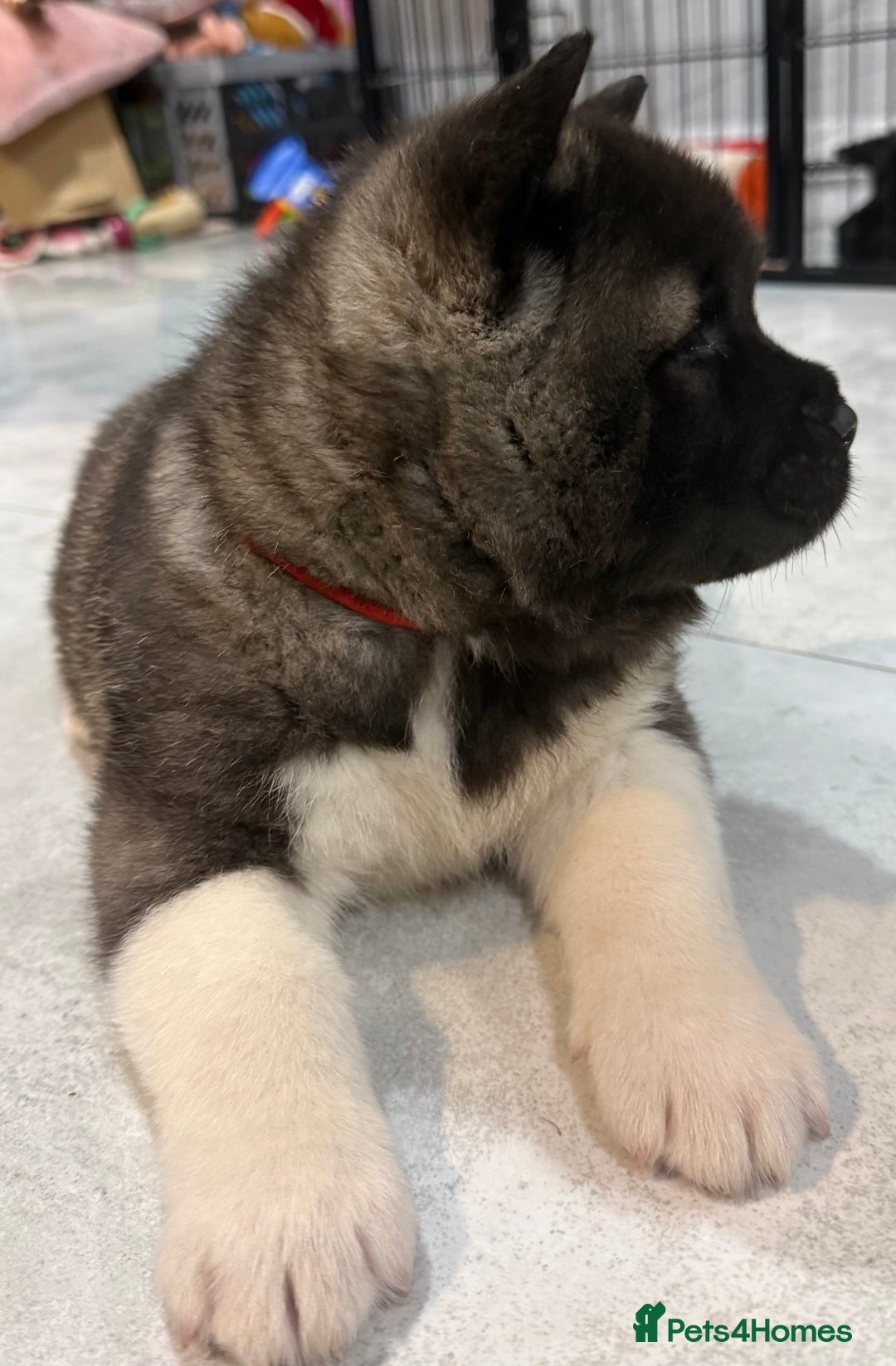 Akita dogs for sale: AMERICAN AKITA LOOKING FOR HOME - Advert 27
