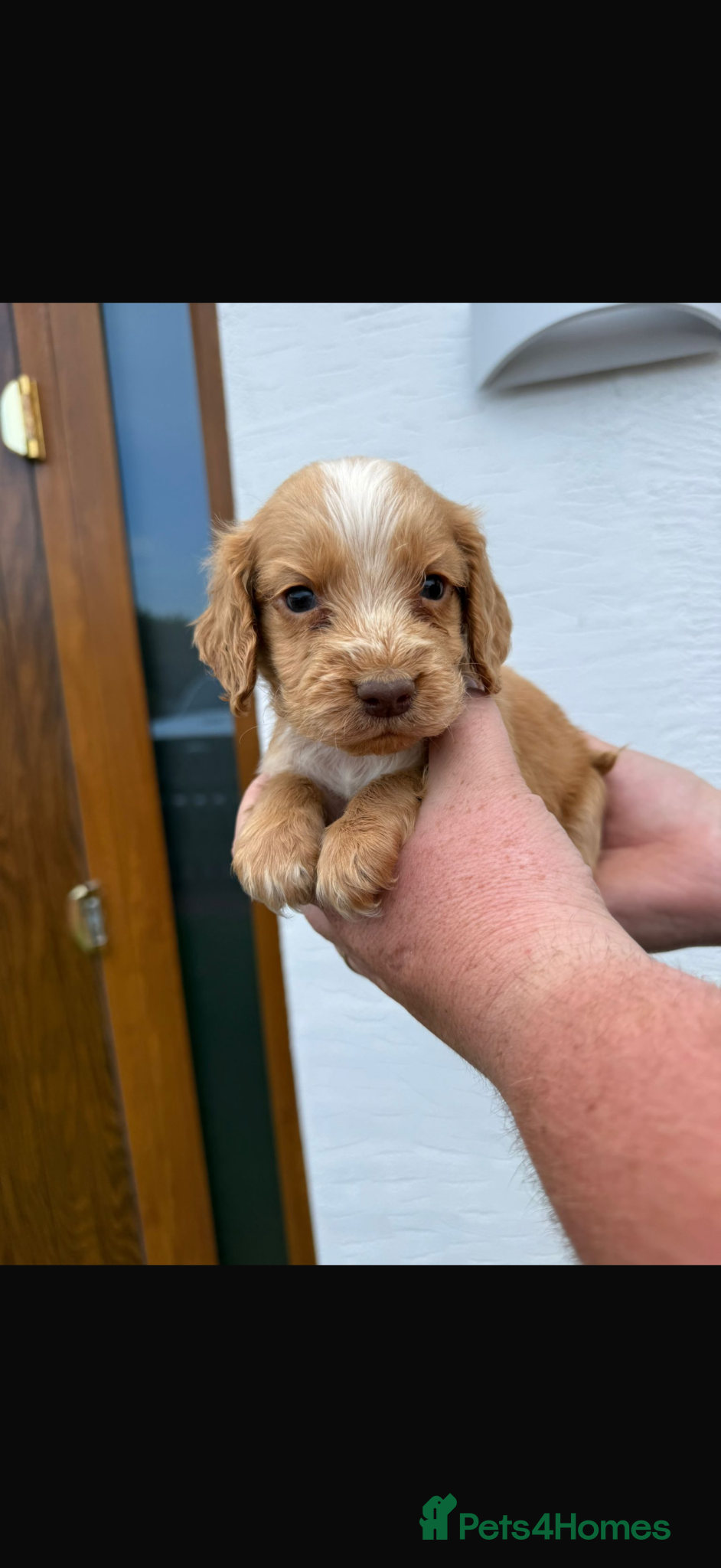 Cocker Spaniel dogs for sale: Cocker spaniel puppies  - Advert 6