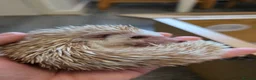 Pygmy Hedgehog rodents for sale: African Pygmy hedgehogs ready to move - Advert 1