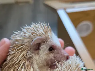 Pygmy Hedgehog rodents African Pygmy hedgehogs ready to move - Advert 4