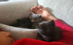 Mixed Breed cats for sale: 3 Beautiful Norwegian Forest X Kittens for sale. - Advert 8