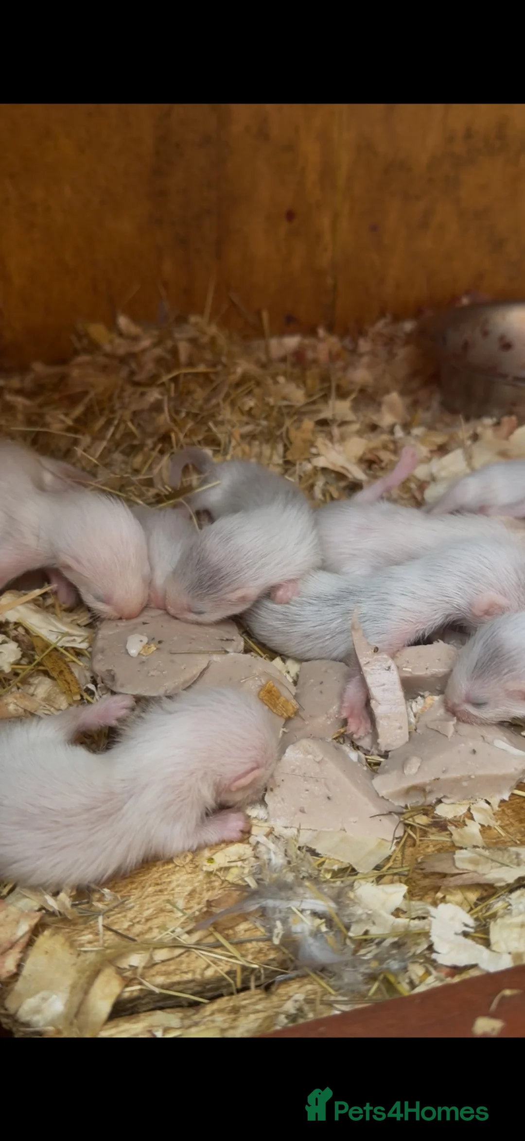 Ferret rodents for sale: Baby ferrets for sale  in Leominster - Advert 2