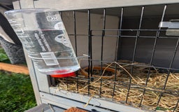 Tan rabbits for sale: Beautiful baby GUINEA PIGS - Image 21