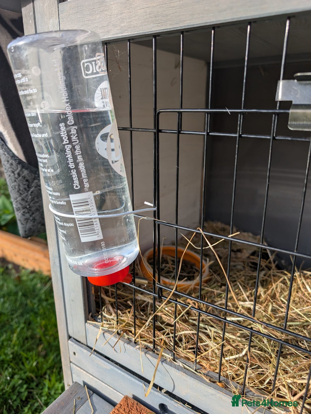 Tan rabbits for sale: Beautiful baby GUINEA PIGS - Image 21