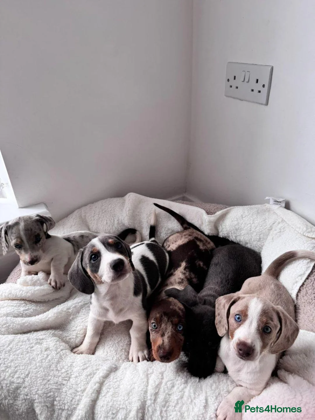 Miniature Dachshund dogs for sale: lovely miniature dachshund puppies for sale in Paignton - Advert 2