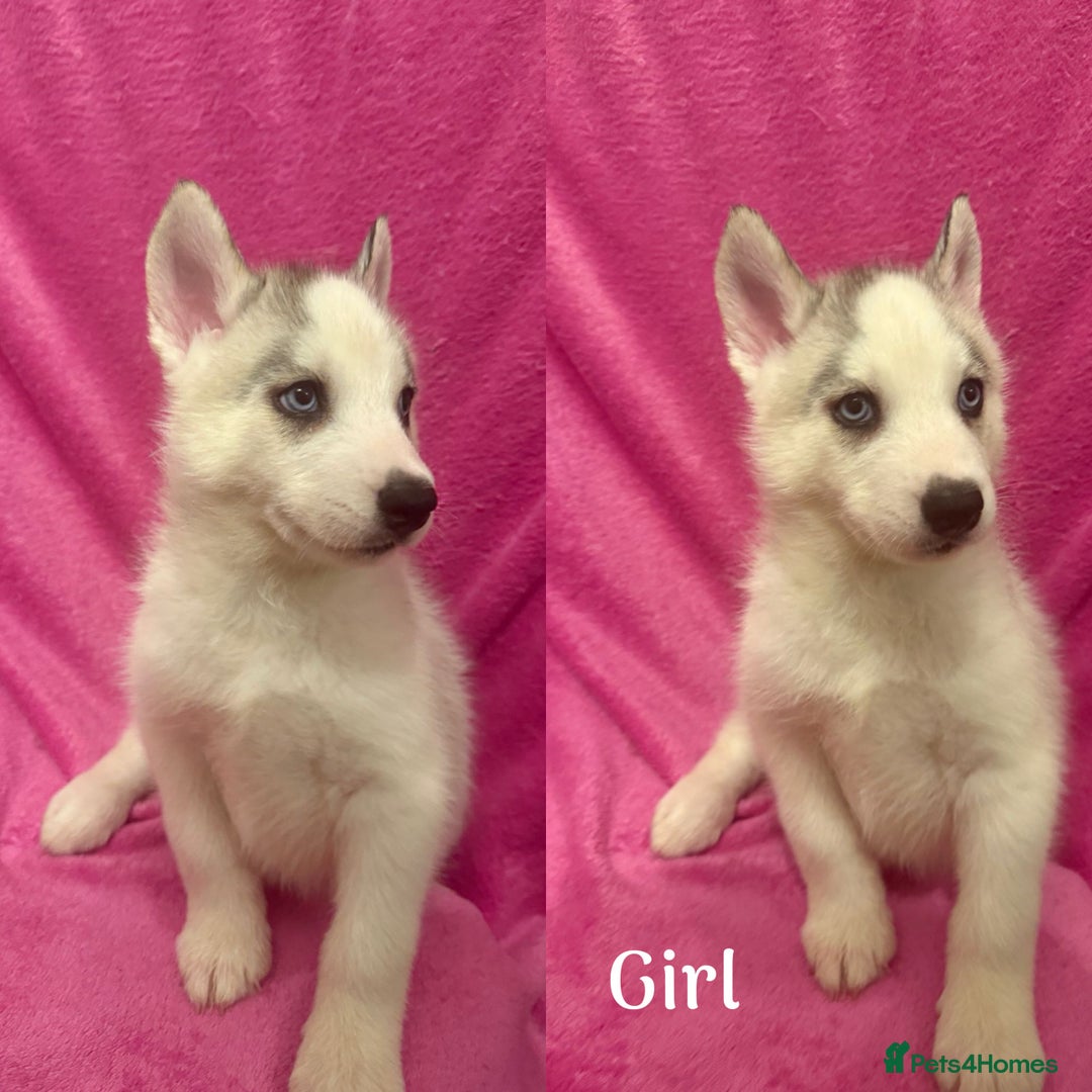 Siberian Husky dogs for sale: Siberian Husky Puppies for Sale - Image 4