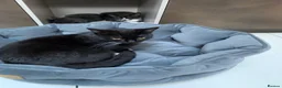 Mixed Breed cats for sale: Tuxedo kitten  - Advert 3