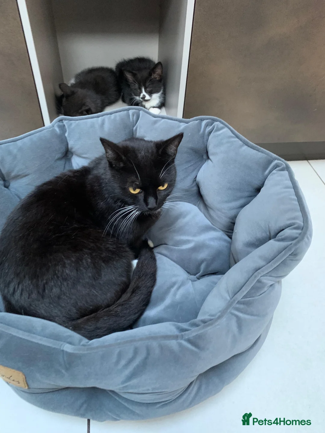 Mixed Breed cats for sale: Tuxedo kitten  - Advert 3