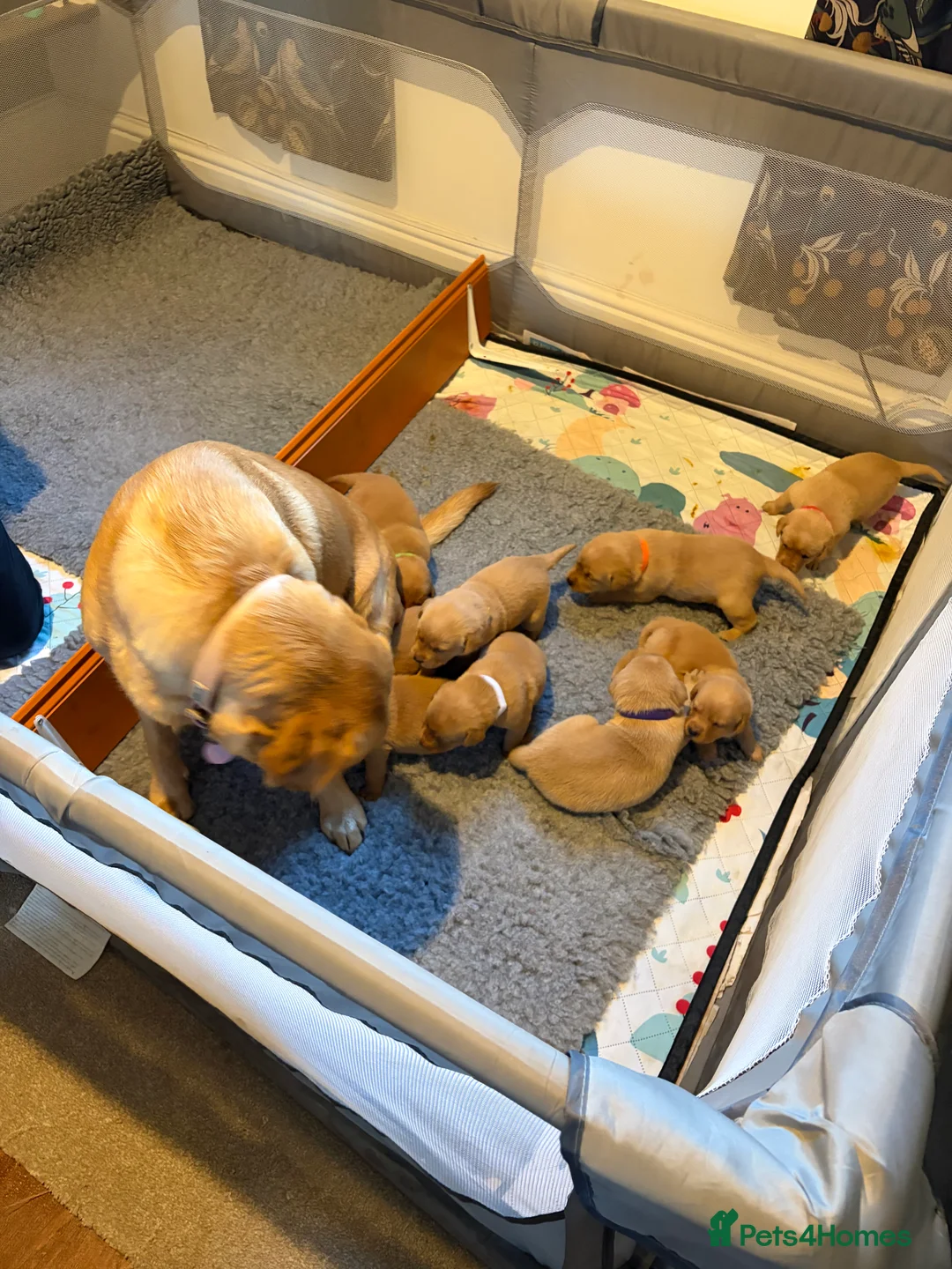 Labrador Retriever dogs for sale: Labrador  in Dorchester - Advert 12