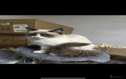 Ragdoll cats for sale: Female - Image 5