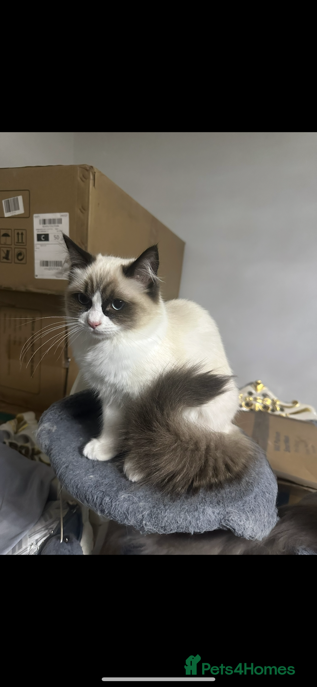 Ragdoll cats for sale: Female - Image 5