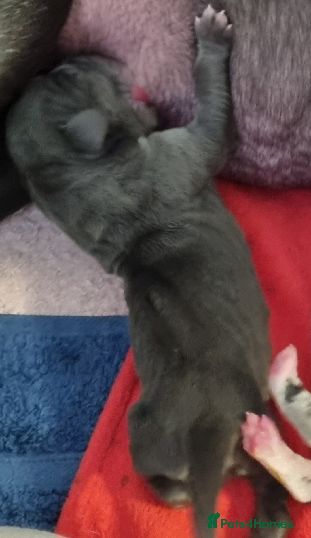Great Dane dogs for sale: Exceptional pups, extensively health tested parent - Image 6