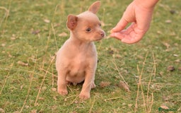 Chihuahua dogs for sale: Last Pup left! Ready for his new home!  - Image 15
