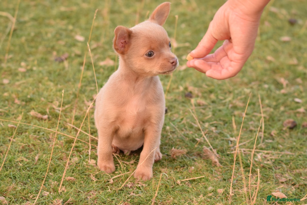 Chihuahua dogs for sale: Last Pup left! Ready for his new home!  - Image 15
