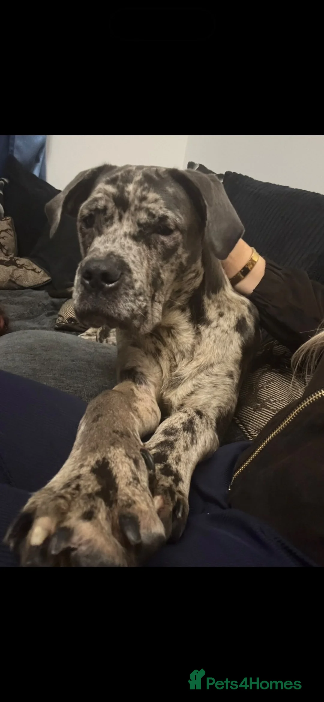 Cane Corso dogs for sale: Female Cane Corso in Bathgate - Advert 2