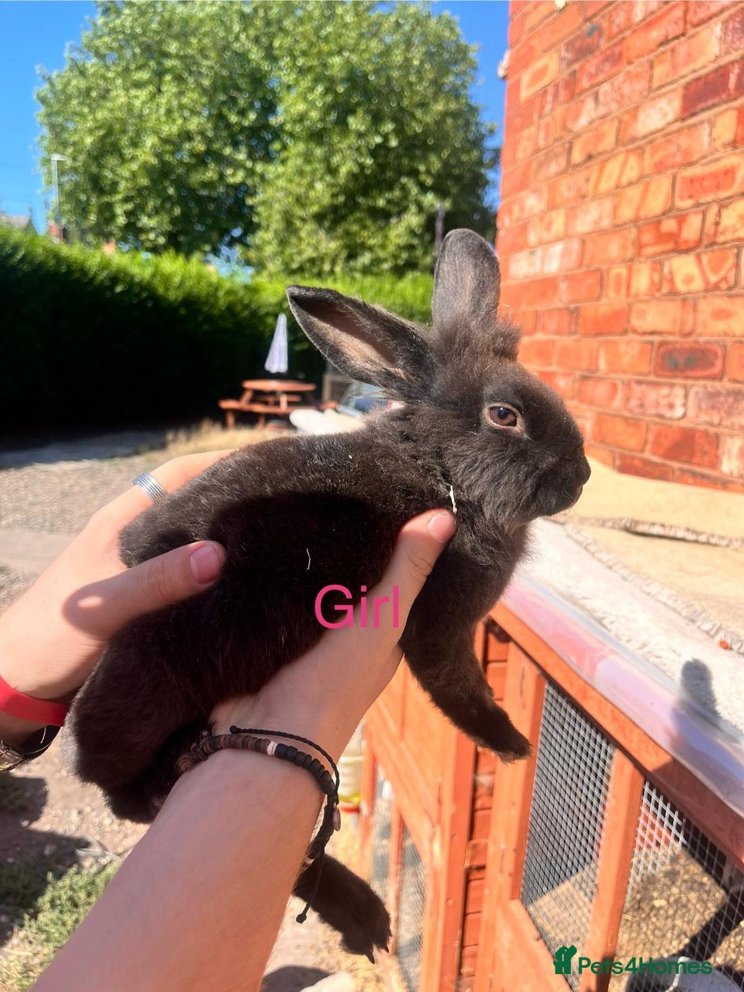 Lionhead rabbits for sale: Female rabbits for sale  - Image 12