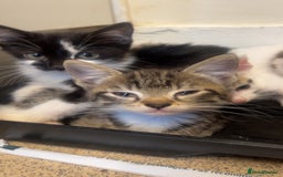 Bengal cats for sale: Very friendly kittens for sale  - Image 1