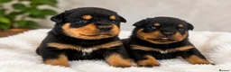Rottweiler dogs for sale: KC chunky farm raised Rotties, both parents owned - Advert 4