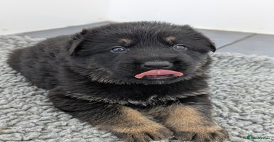 German Shepherd dogs - Advert 1