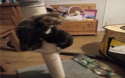 Domestic Shorthair cats for sale: 4 kittens for sale one girl and 3 boys - Image 5