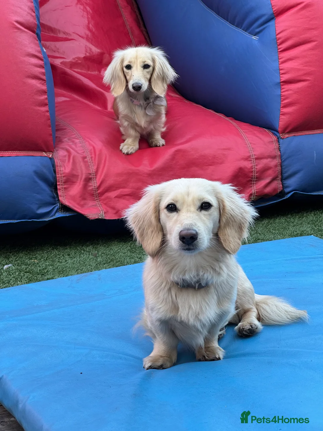 Miniature Dachshund dogs for stud: KC- ee/ii CREAM miniature LH dachshund in Sutton-in-Ashfield - Advert 2