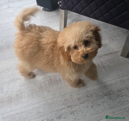Toy Poodle dogs Beautiful toy poodle girl - Advert 1