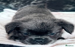 French Bulldog dogs for sale: FLUFFY FRENCH BULLDOGS - Image 3