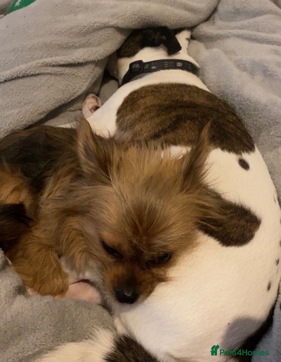 Chorkie dogs for sale: 5 year old male chorkie - Advert 12