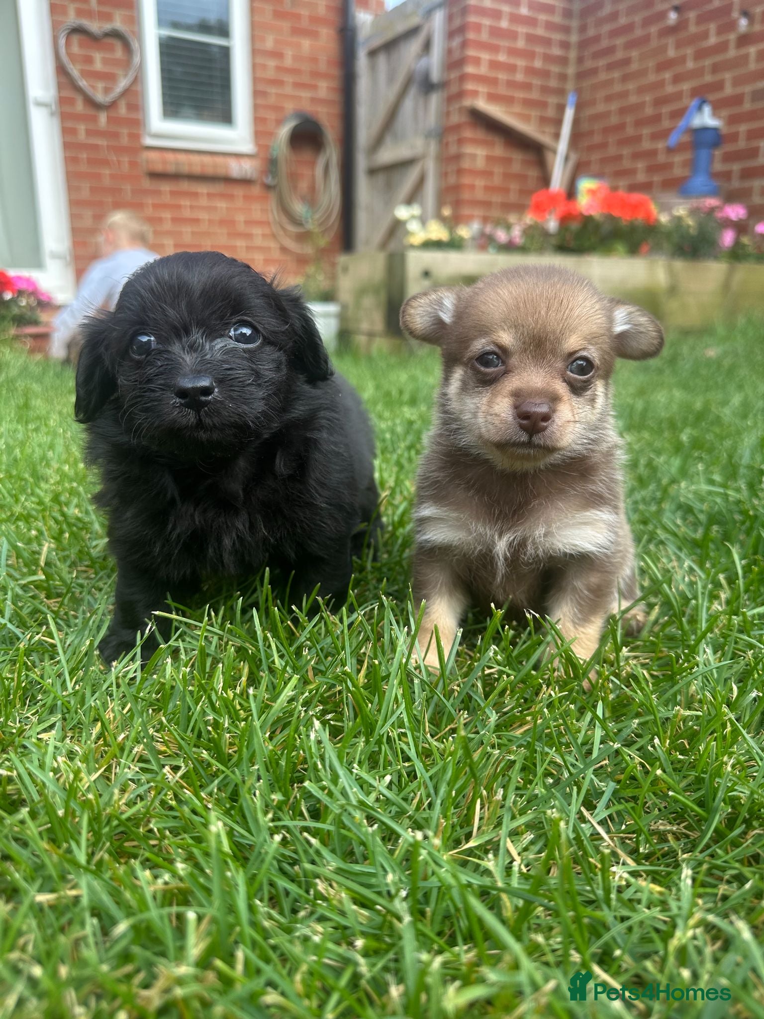 Mixed Breed dogs *READY IN 2 WEEKS* Doxiepoo x Pomeranian Puppies - Advert 1