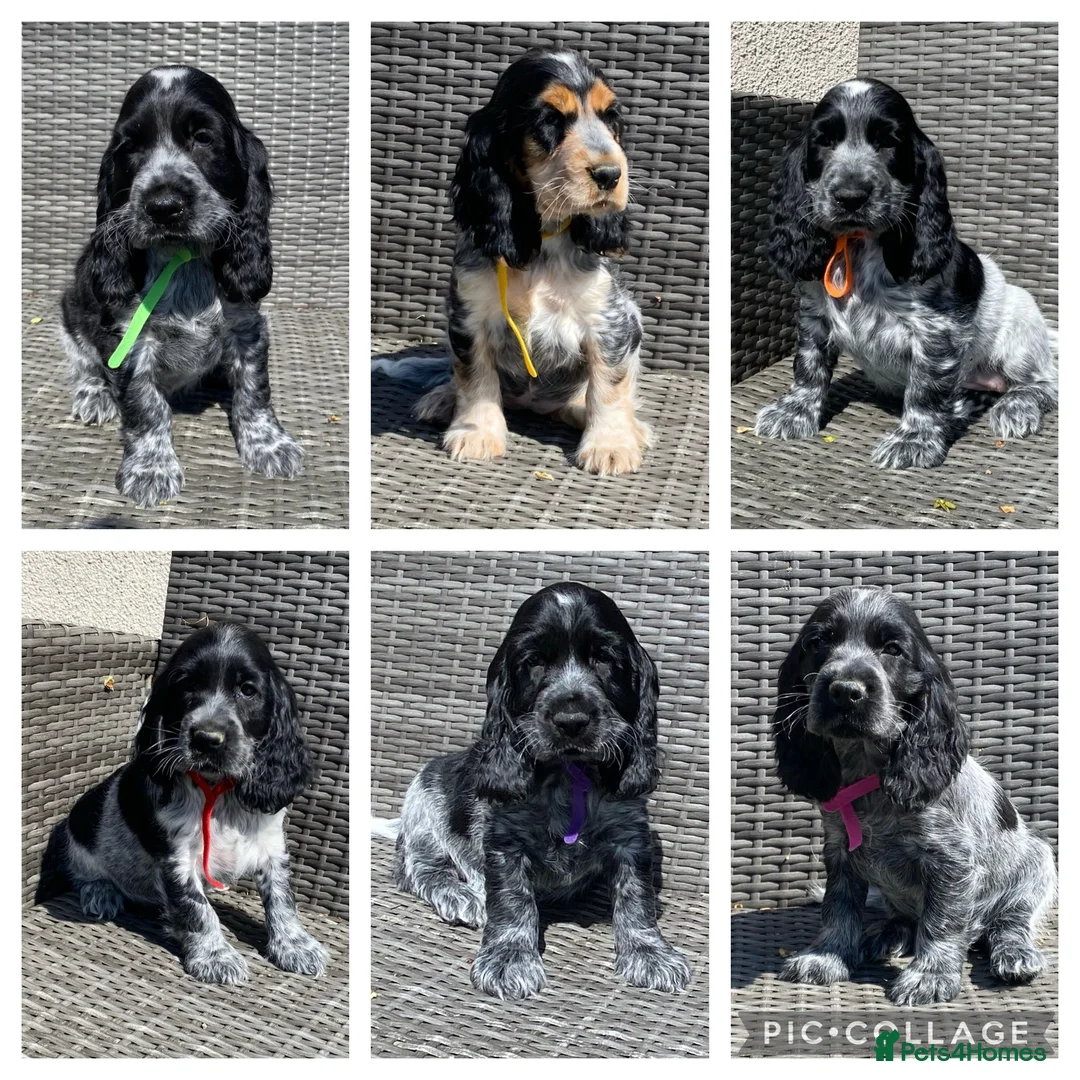 Cocker Spaniel dogs for sale: KC registered Cocker Spaniel Pup For Sale - Advert 1