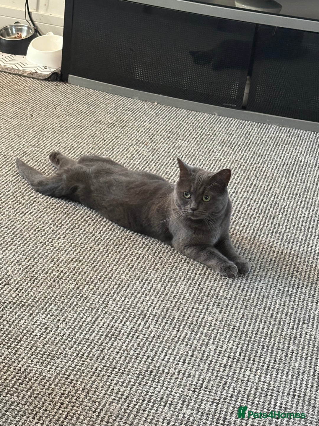 British Shorthair cats for sale: British Shorthair Female - Image 4