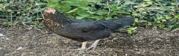 Chickens poultry for sale: Hatching eggs , day old chicks , growers and layer - Advert 9