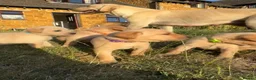 Labrador Retriever dogs for sale: KC registered, Yellow Labrador Retriever Puppies in Warwick - Advert 8