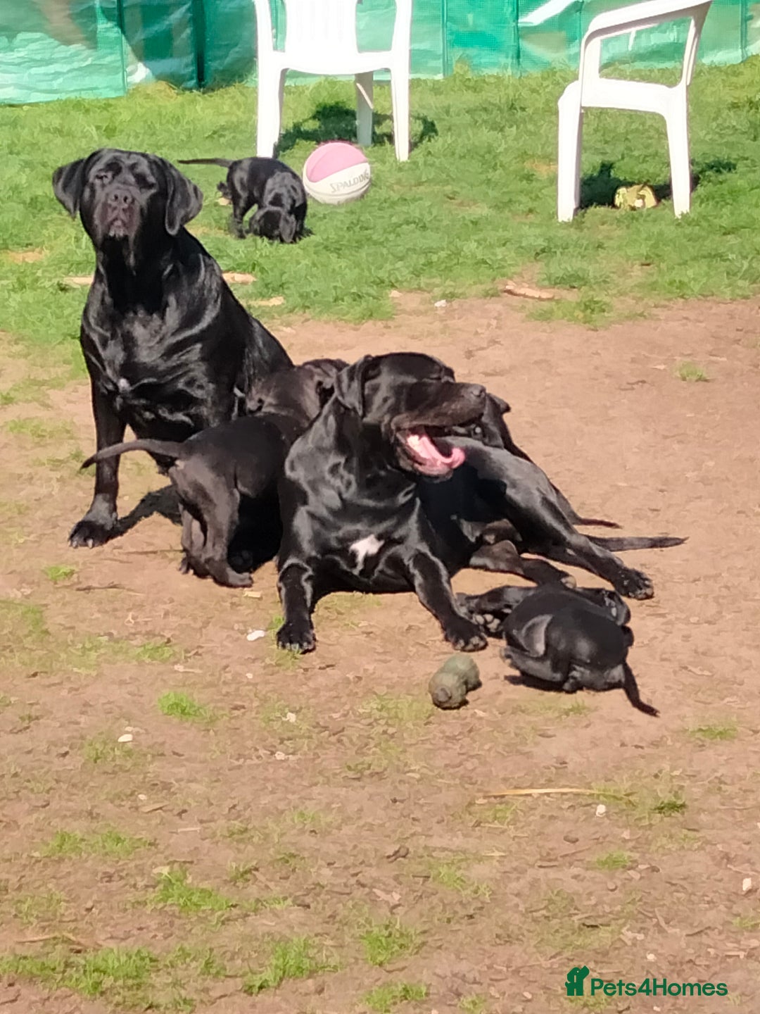 Cane Corso dogs for sale: Cane Corso XL Boy 22/12/2025 - Advert 27