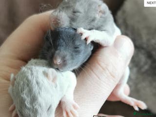 Rat rodents Dumbo rats mixed buck and does available - Advert 18