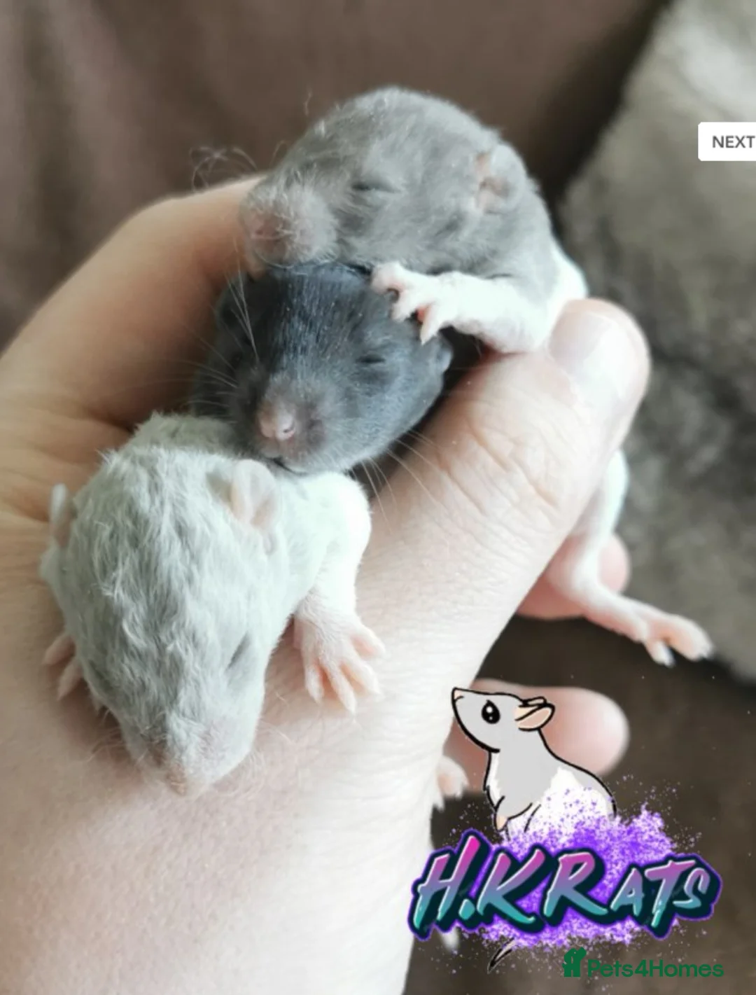 Rat rodents for sale: Dumbo rats mixed buck and does available  - Advert 1