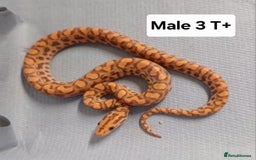 Boa Snake reptiles for sale: Brazilian Rainbow Boa's T-Albino - Advert 9